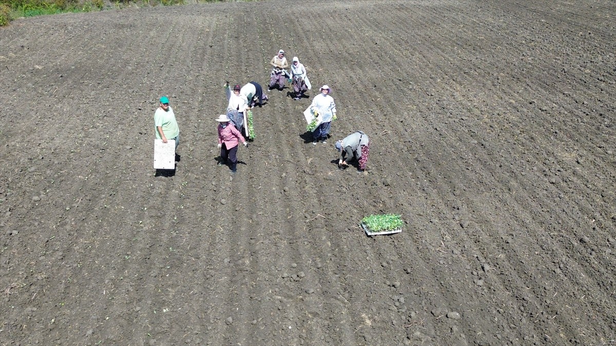 Samsun'un Bafra ilçesinde seralarda yetiştirilen hibe destekli kışlık sebze fideleri toprakla...