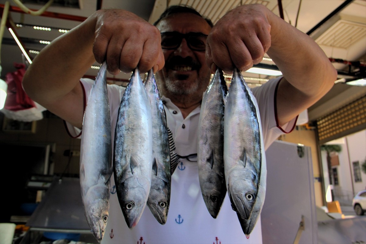 Sinop'ta balıkçıların yakaladığı palamutların tanesi 350 liradan tezgahlarda satışa...