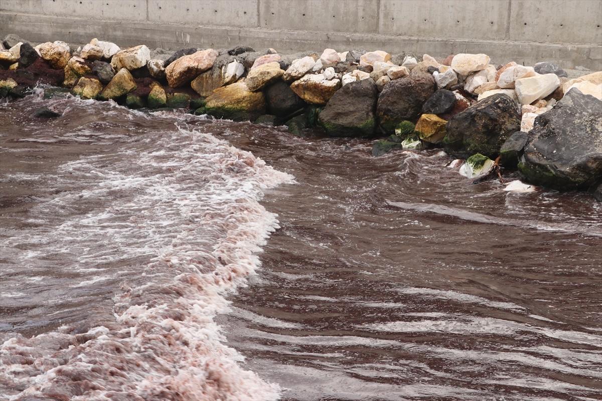 Tekirdağ'da kuvvetli rüzgar nedeniyle sahilin bir kısmında kırmızı yosun birikti.