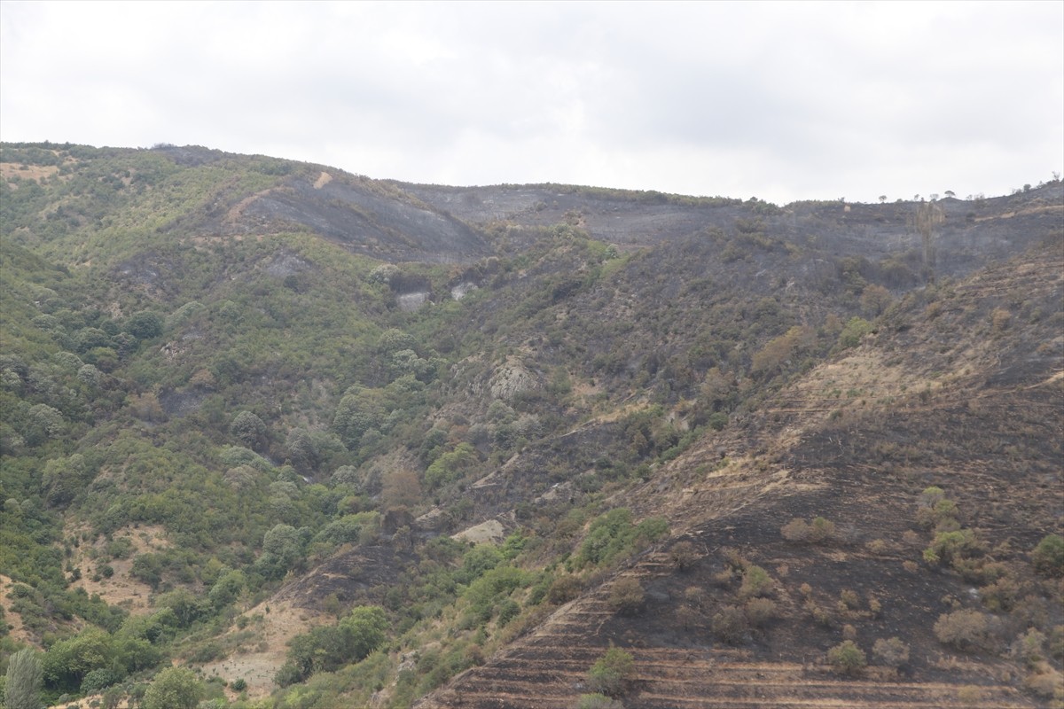 Tekirdağ'ın Şarköy ilçesinde rüzgarın etkisiyle yeniden alevlenerek ormanlık alana sıçrayan yangın...