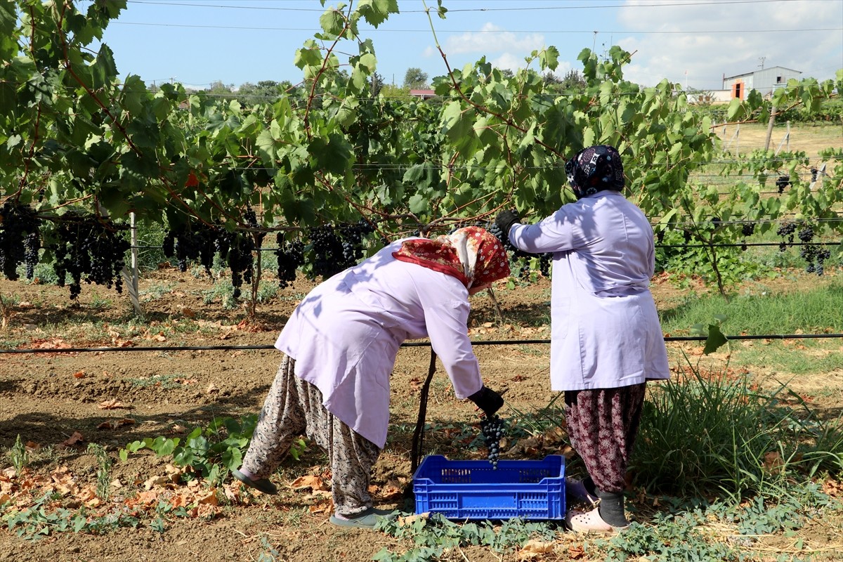 Tekirdağ Bağcılık Araştırma Enstitüsünde, Türkiye'nin en erkenci üzümü olarak bilinen "Trakya...