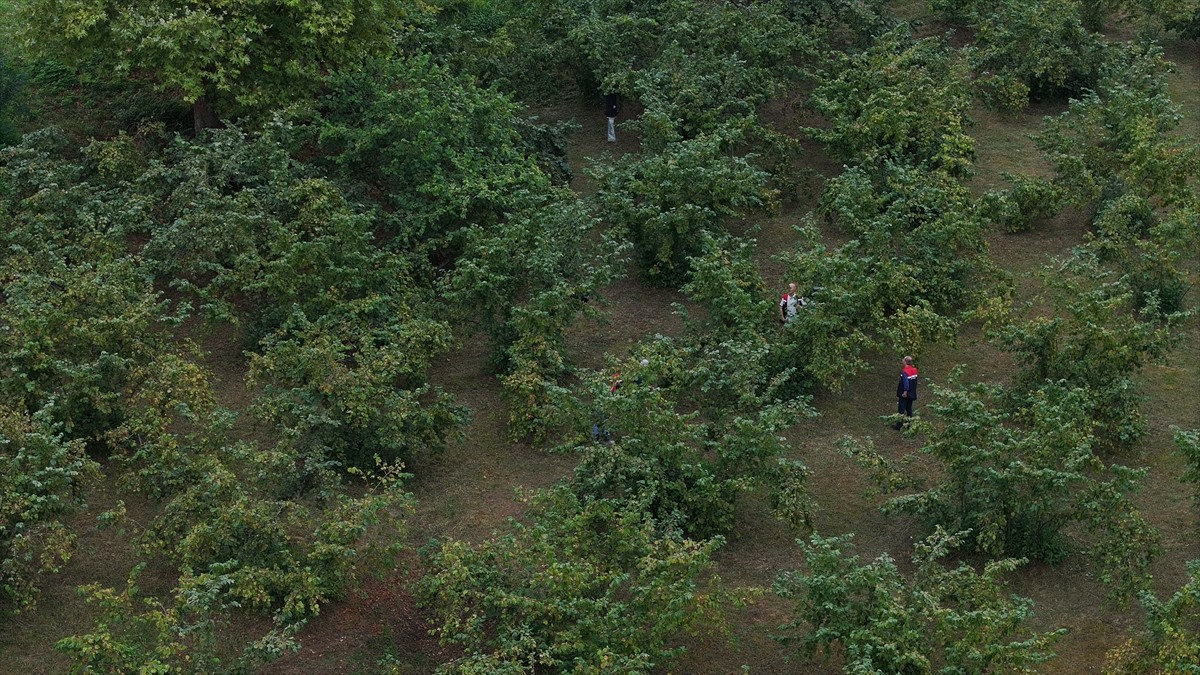 Trabzon'da kahverengi kokarcayla mücadele kapsamında 65 bin hektarlık fındık bahçesine yıl içinde...