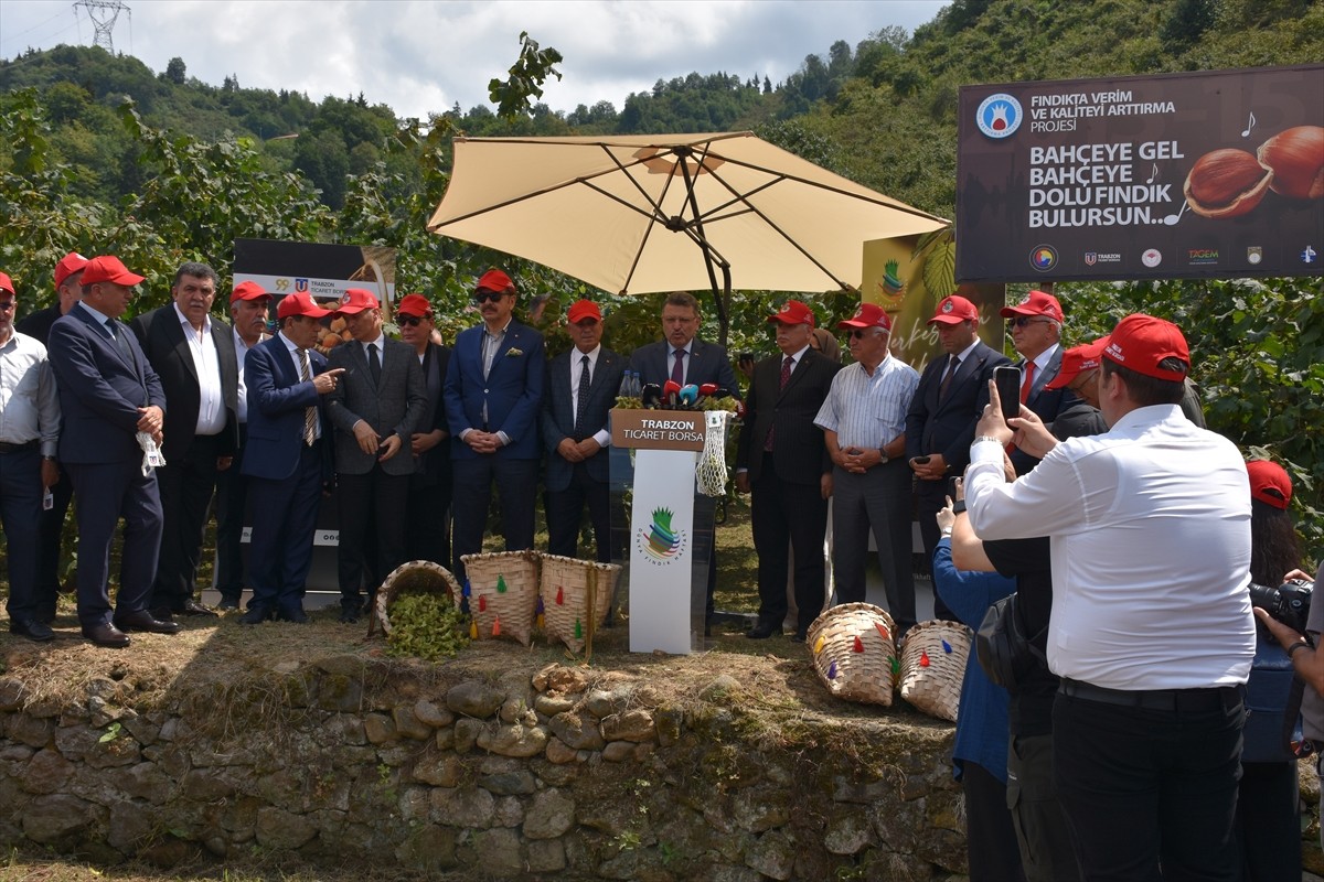 Trabzon'da, "Dünya Fındık Haftası" etkinlikleri kapsamında Fındık Hasat Şenliği organize...