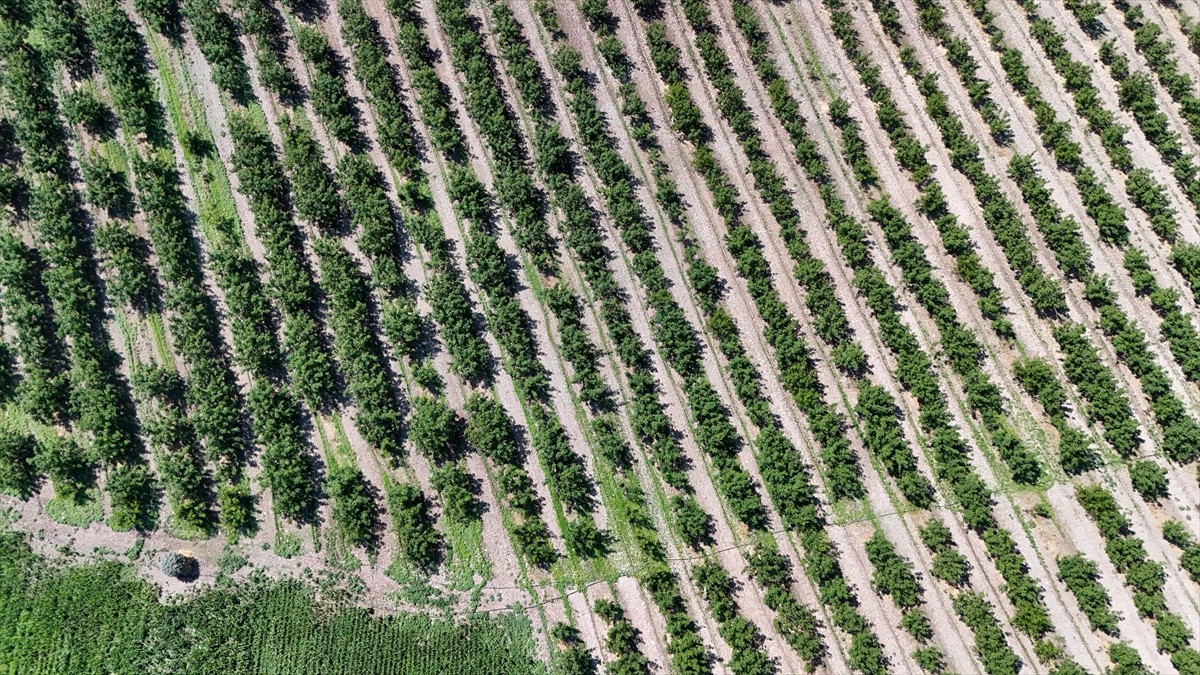Türkiye'de ceviz yetiştiriciliğinde zararlılarla mücadelede tarım ilacı alternatifi akıllı böcek...