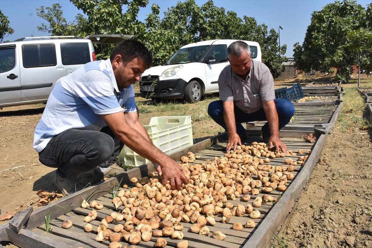 Türkiye'de kuru incir üretiminin en önemli merkezi Aydın'da, sezonun ilk ürünü, Germencik Tariş...
