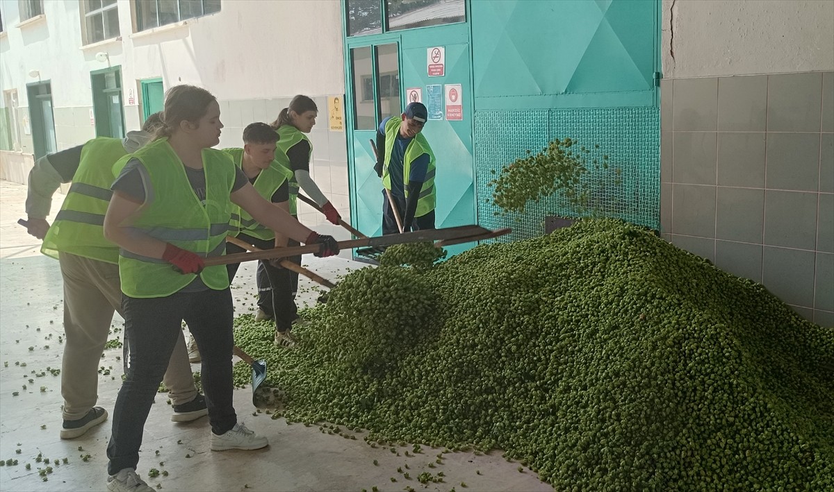Türkiye'de sadece Bilecik'in Pazaryeri ilçesinde yetiştirilen endüstriyel bitki şerbetçi otunda...