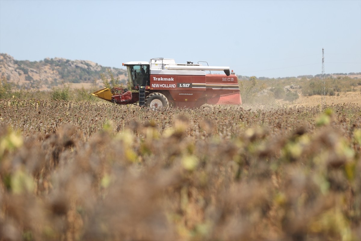 Türkiye'nin önemli ayçiçeği üretim merkezlerinden Trakya'da, ayçiçeği hasadı son yıllarda aşırı...