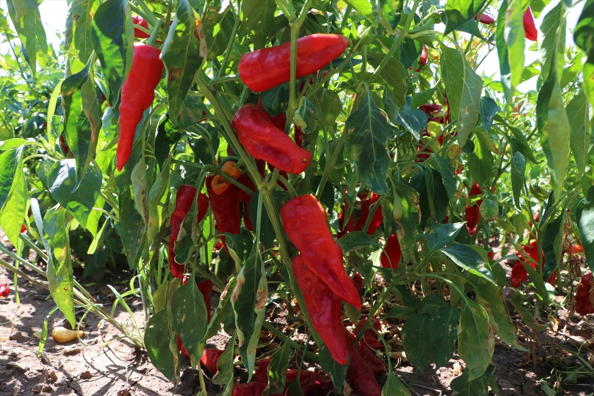 Türkiye'nin önemli kırmızı biber üretim merkezlerinden Kilis'te biber hasadı ve kurutma işlemleri...