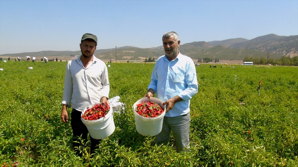 Türkiye'nin önemli sofralık kırmızı biber üretim merkezlerinden İslahiye'de üreticiler hasat...