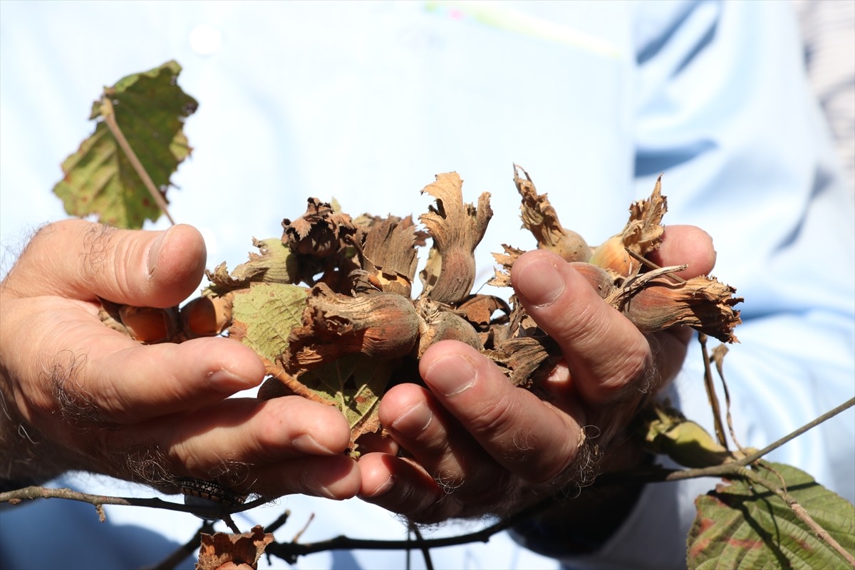 Türkiye Ziraat Odaları Birliği (TZOB) Genel Başkanı Şemsi Bayraktar, Sakarya'nın Karasu ilçesinde...