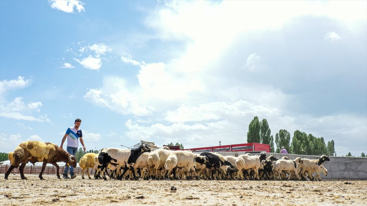 Van'da şap hastalığının yayılmasını engellemek amacıyla kapatılan hayvan pazarı, tedbirlerin...