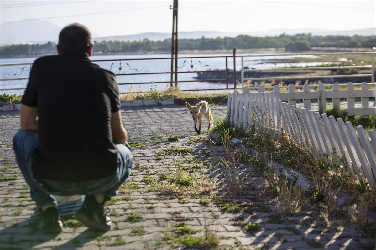 Van'ın Erciş ilçesindeki polis lokali çalışanları, her gün akşama doğru lokale gelen tilkiyi...