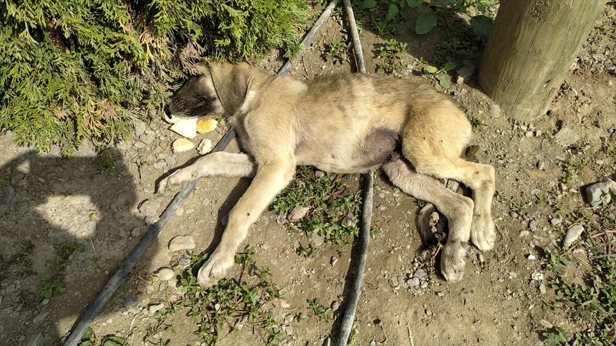Amasya'da sahipsiz bir köpek, araç çarpması sonucu yaralanan yavrusunun başından ayrılmadı.