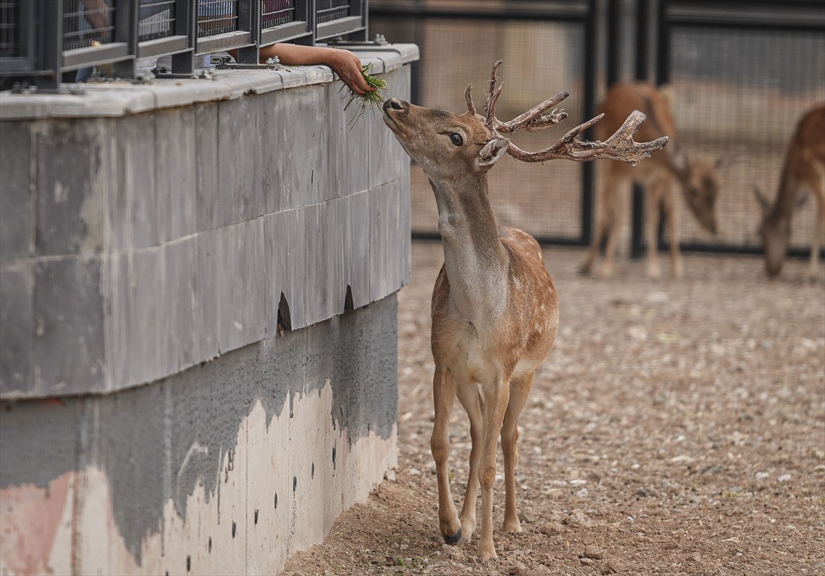 Ankara Büyükşehir Belediyesince Atatürk Orman Çiftliği'nde yapılan "Atatürk Çocukları Doğal Yaşam...