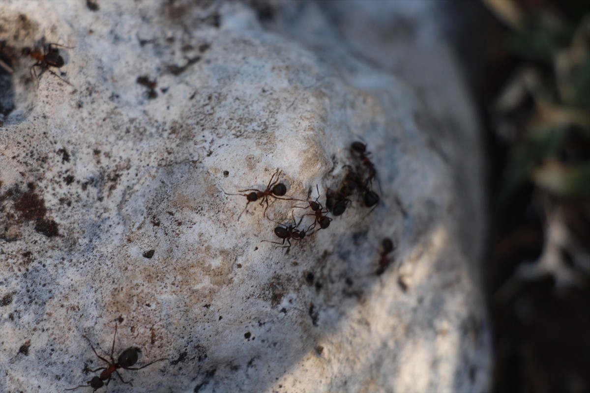 Antalya'da dünyanın en iyi korunan saf sedir ormanları arasında gösterilen Çığlıkara Ormanları...