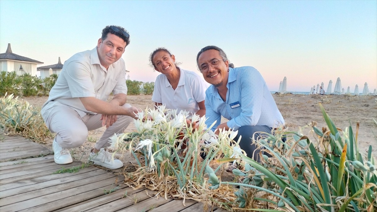 Antalya'nın Manavgat ilçesi sahilinde açan nesli tükenme tehdidi altındaki kum zambakları, yerli...