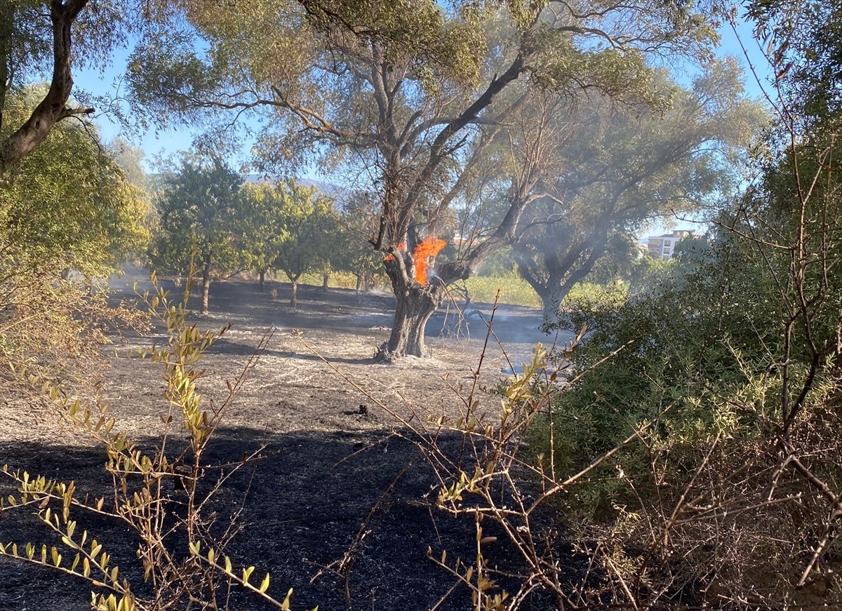 Aydın'ın Nazilli ilçesinde zeytinlik alanda çıkan yangın, havadan ve karadan müdahaleyle kontrol...
