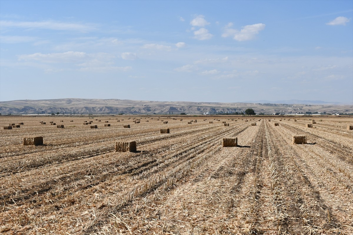 Batman'da eylül ayı başında başlayan mısır hasadı devam ediyor. Hasat sonrası ortaya çıkan anız...
