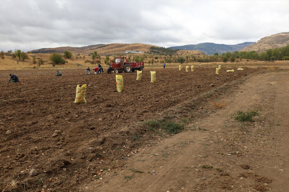 Çankırı'nın Orta ilçesine bağlı Dodurga beldesinde atıl arazide yetiştirilen patatesin hasadına...