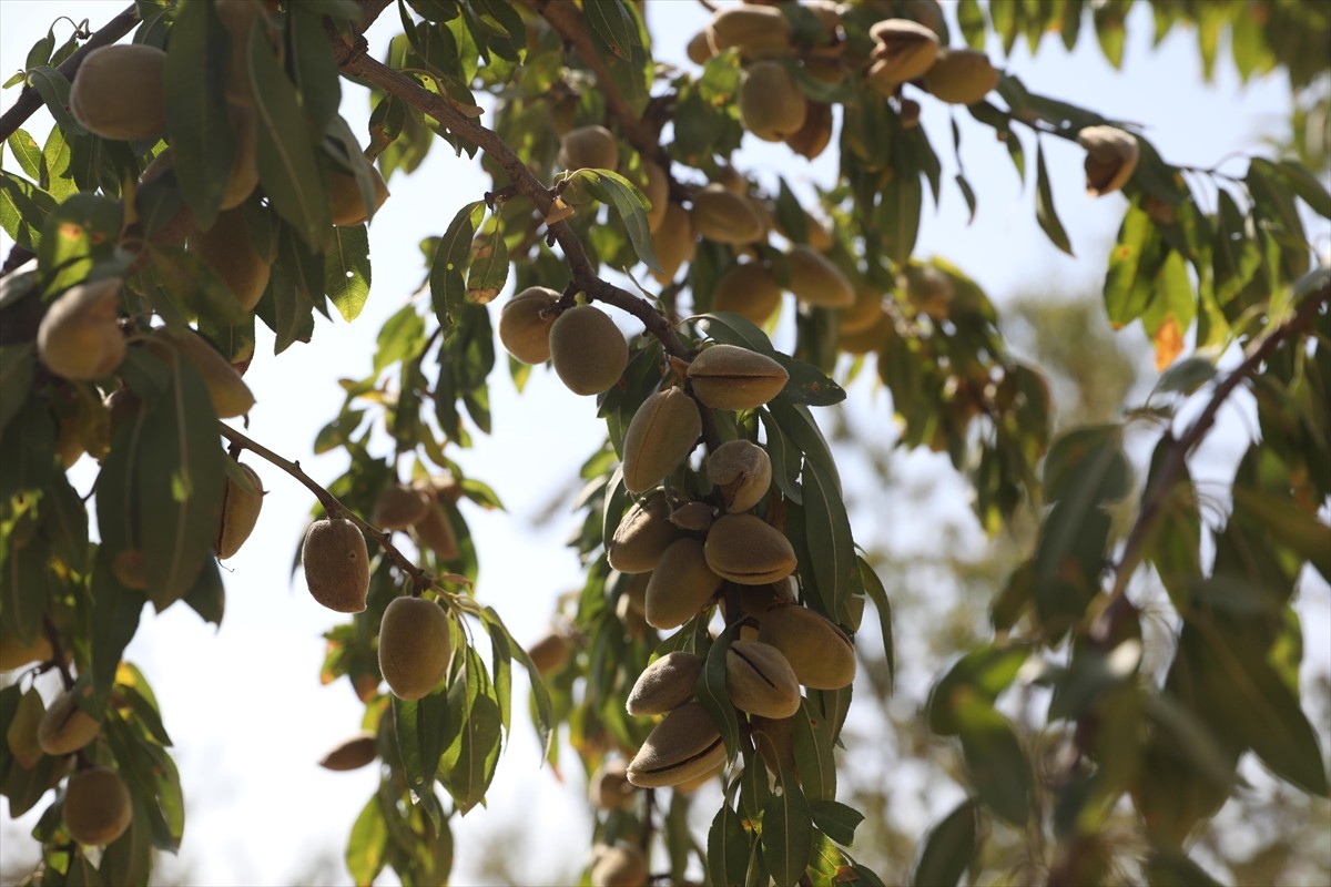 Diyarbakır'ın Eğil ilçesinde badem hasadı etkinliği gerçekleştirildi.