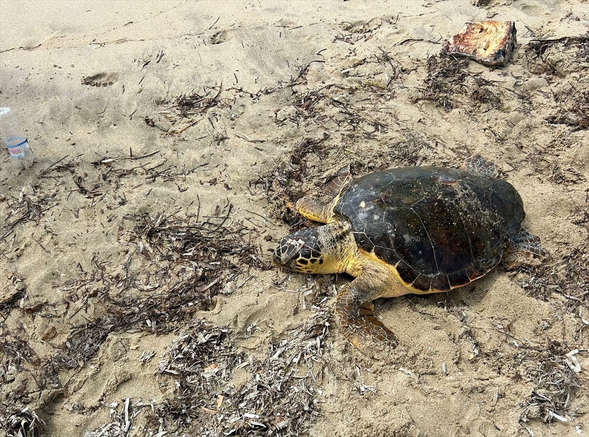 Edirne'nin Saros Körfezi kıyısında sahilde yaralı bulunan caretta caretta tedaviye alındı.