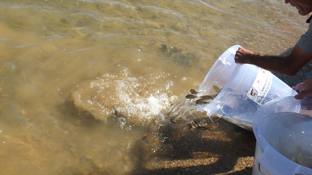 Elazığ'ın Keban ilçesinde, Keban Baraj Gölü'ne düzenlenen törenle 10 bin sazan yavrusu...