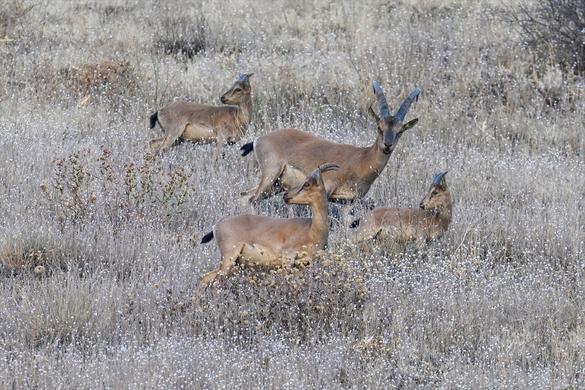 Hakkari'de koruma altındaki dağ keçileri, kentin girişine yakın noktada görüntülendi.  Hakkari'nin...