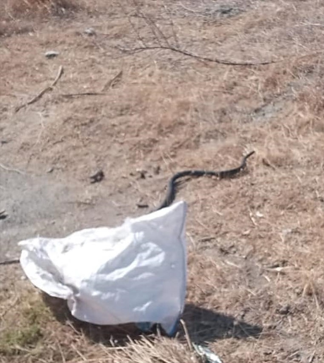 Hatay'da 2 eve giren yılanlar, itfaiye ekibince yakalanarak doğaya bırakıldı.