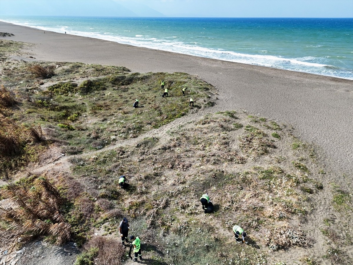 Hatay'da dünyada nadir rastlandığından koruma altına alınan kum zambakları (pancratium maritimum)...