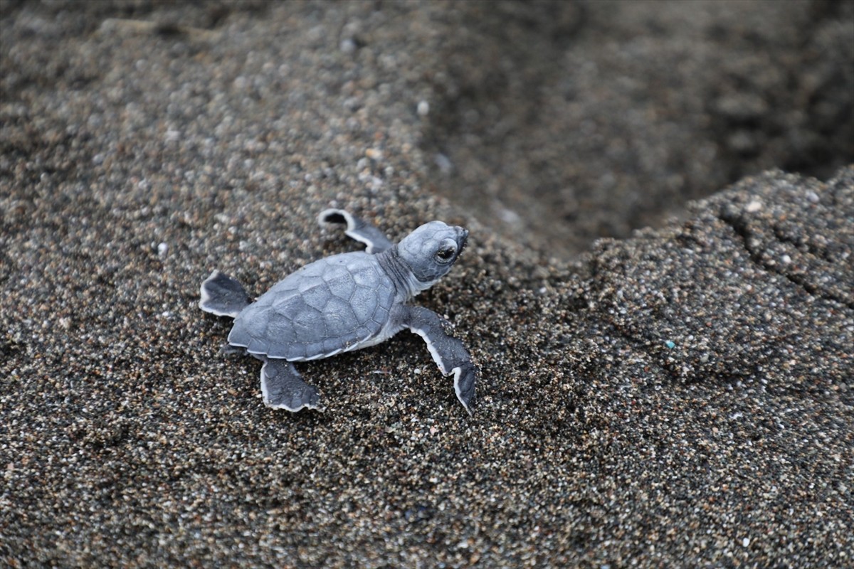 Hatay'da dünyada nadir rastlandığından koruma altına alınan kum zambakları (pancratium maritimum)...