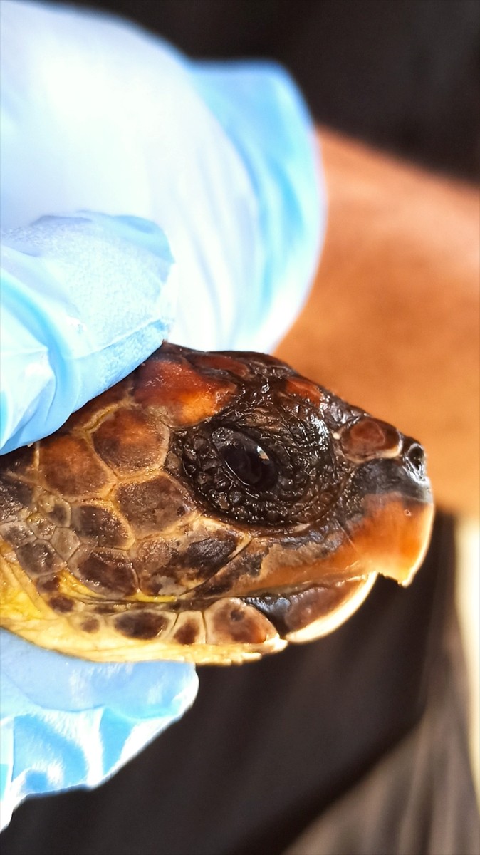 Hatay'ın Samandağ ilçesi sahilinde yaralı bulunan nesli tükenme tehlikesi altındaki 2 şahin gagalı...