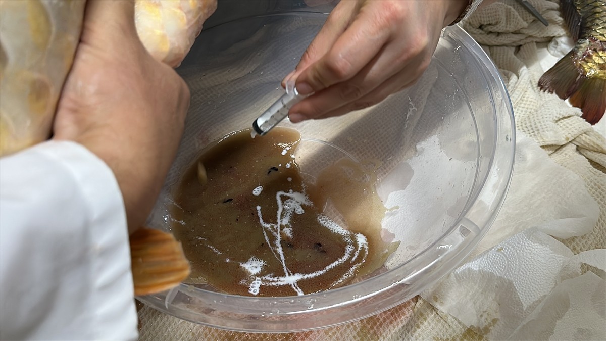 Isparta'daki Eğirdir Su Ürünleri Araştırma Enstitüsü Müdürlüğünde (SAREM) gelecek yıl Eğirdir...