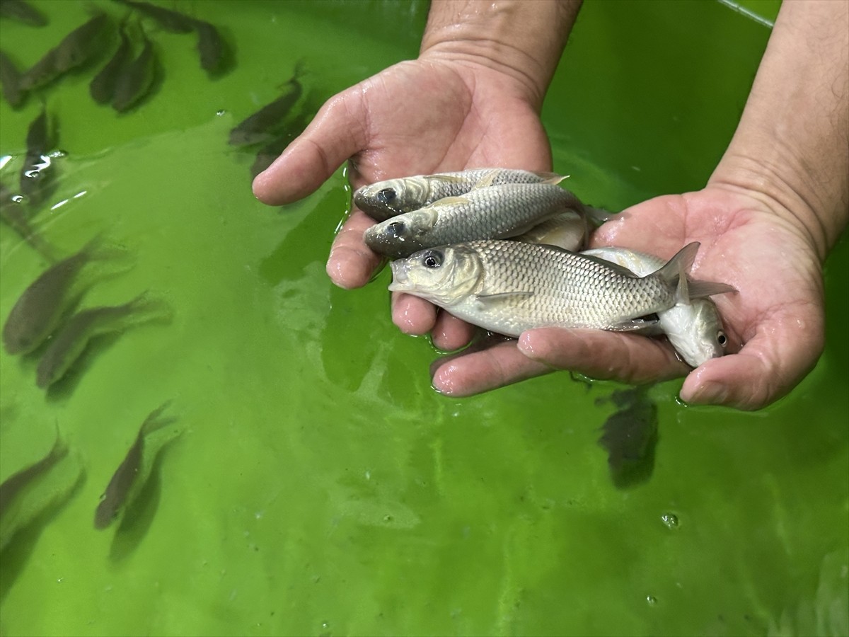 Isparta'daki Eğirdir Su Ürünleri Araştırma Enstitüsü Müdürlüğünde (SAREM) gelecek yıl Eğirdir...
