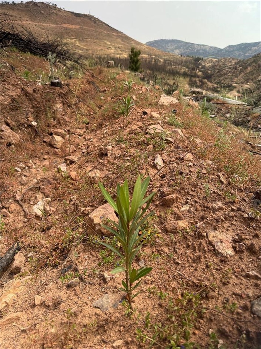 İzmir'in Karşıyaka ilçesinde 15 Ağustos'ta çıkan orman yangınında zarar gören alanda ağaçlandırma...