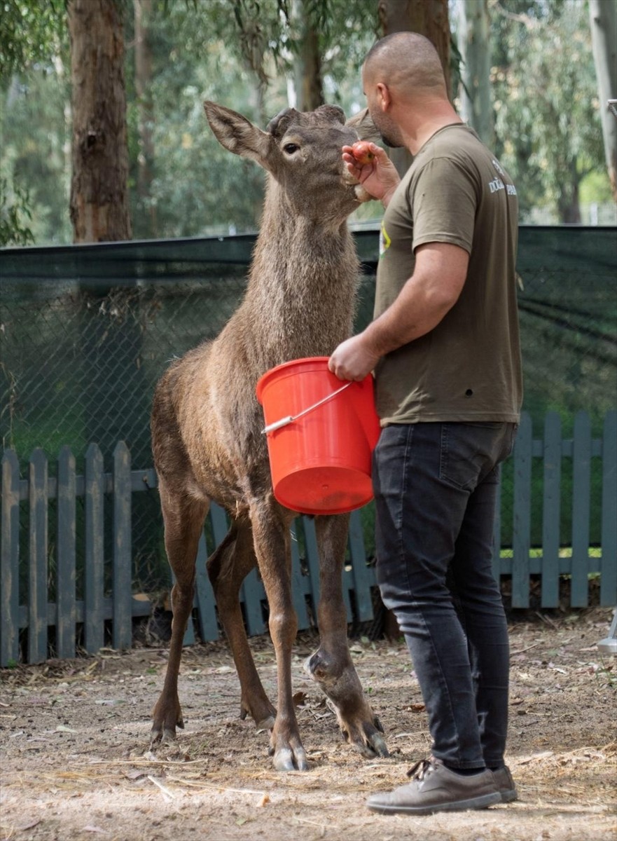 İzmir'in Kemalpaşa ilçesinde fabrika bahçesinde yaralı halde bulunan rehabilitasyon sürecinin...