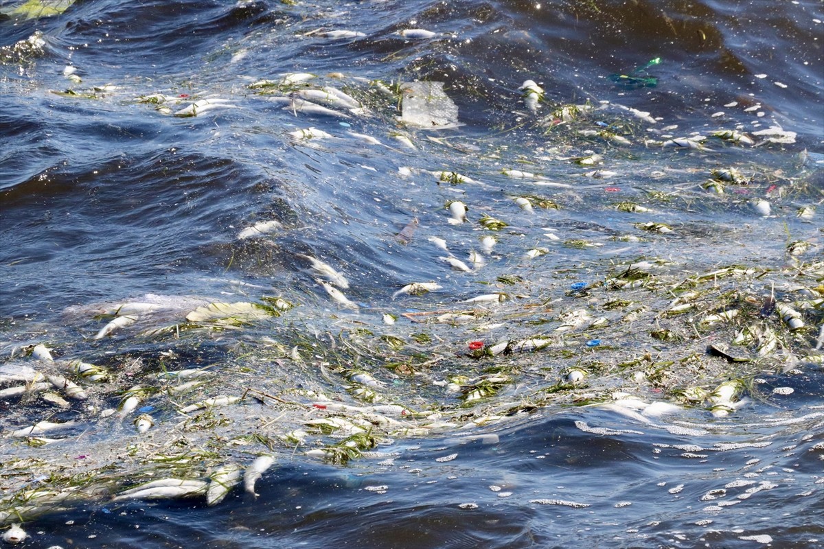 İzmir Körfezi Üçkuyular İskelesi yakınlarında çok sayıda ölü balık kıyıya vurdu.