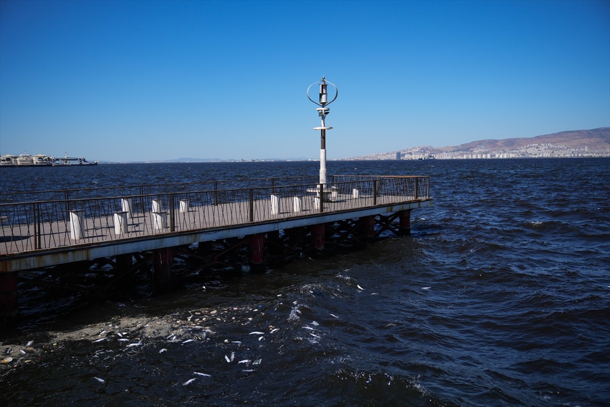 İzmir Körfezi Üçkuyular İskelesi yakınlarında ölü balıklar kıyıya vurmaya devam ediyor. Körfezin...