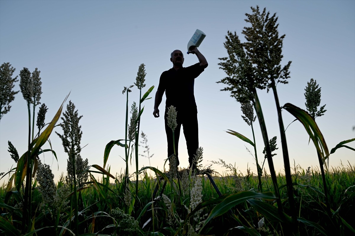 Kahramanmaraş'ın Türkoğlu ilçesinde çiftçiler, kuş yemi olarak kullanılan akdarıyı kuşlardan...