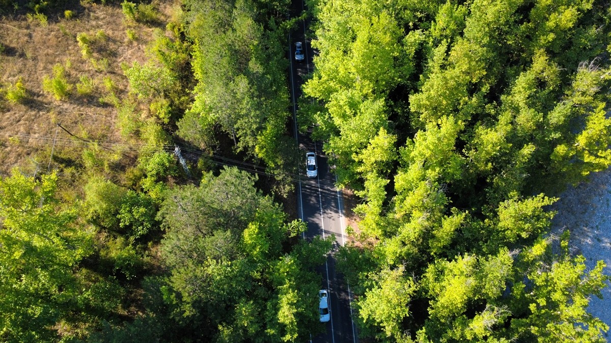 Karabük'ün UNESCO Dünya Miras Listesi'ndeki Safranbolu ilçesinde bulunan "ağaç tüneli"...