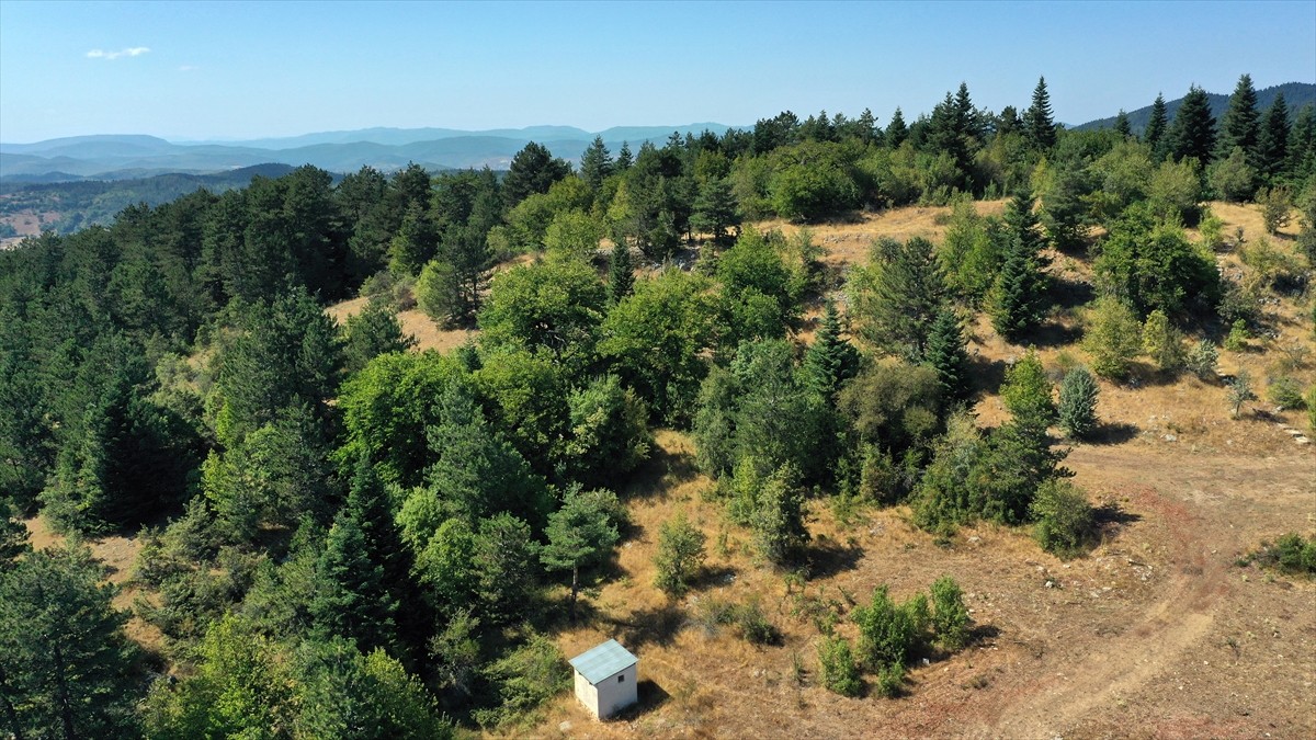 Kastamonu'nun Ağlı ilçesinde bulunan Türk fındığı ağaçları, yüzlerce yıldır meyve vermeye devam...