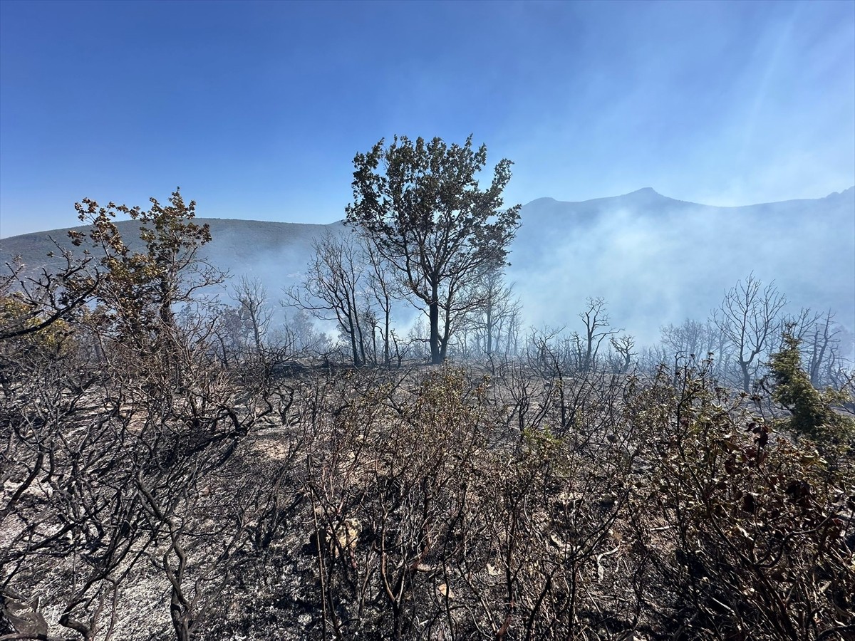 Konya'nın Akşehir ilçesinde ormanlık alanda çıkan yangına itfaiye ekipleri müdahale ediyor.