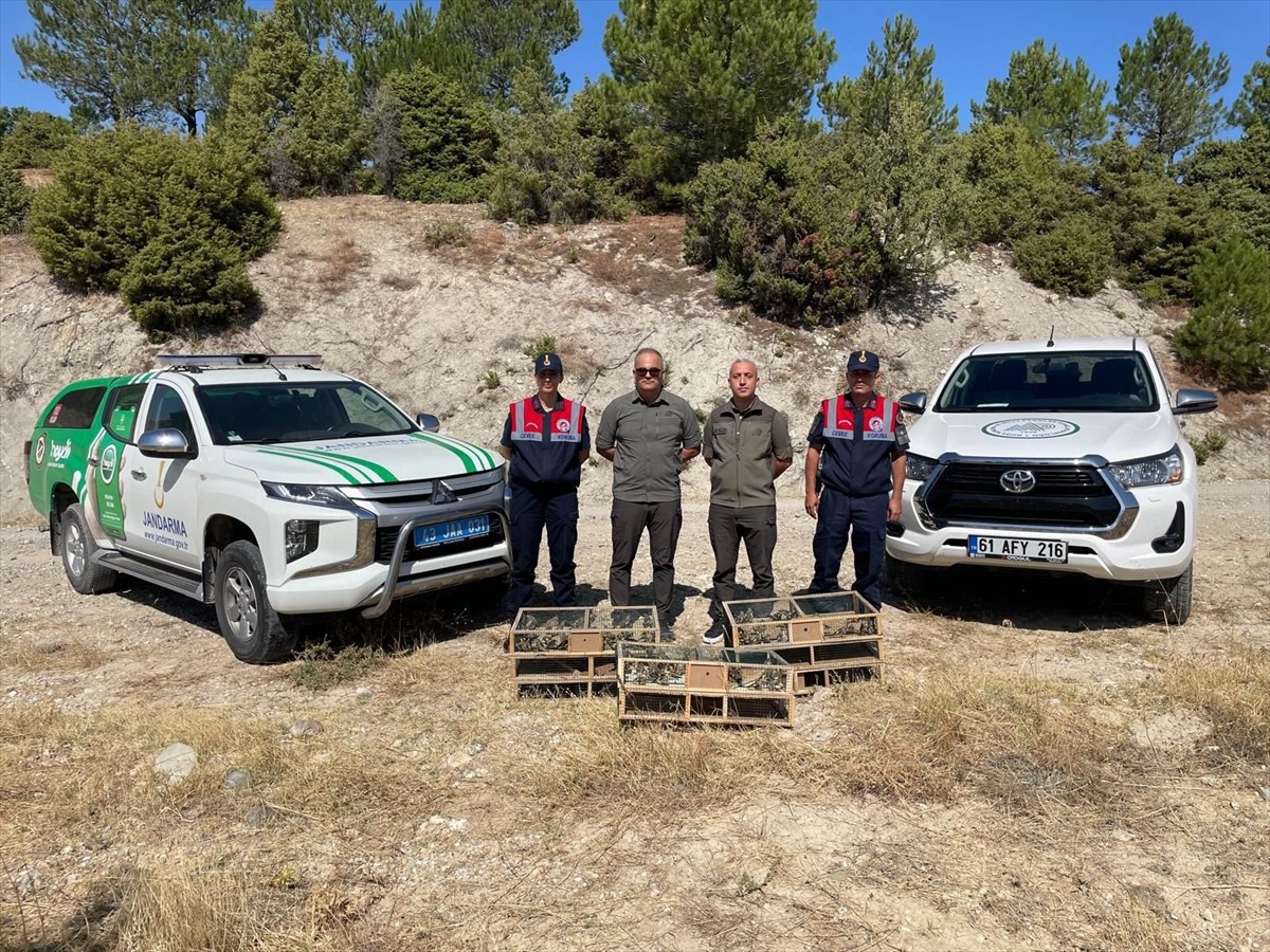 Kütahya'nın Gediz ilçesinde jandarmanın gerçekleştirdiği operasyonla yasak yollarla yakalanan 142...