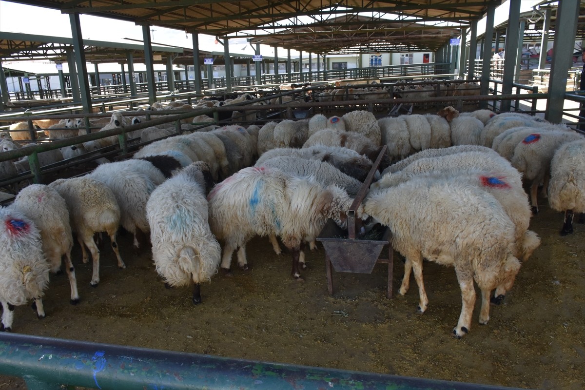 Malatya'da, şap hastalığı sebebiyle kapatılan canlı hayvan pazarı açıldı. Bazı yetiştiriciler...