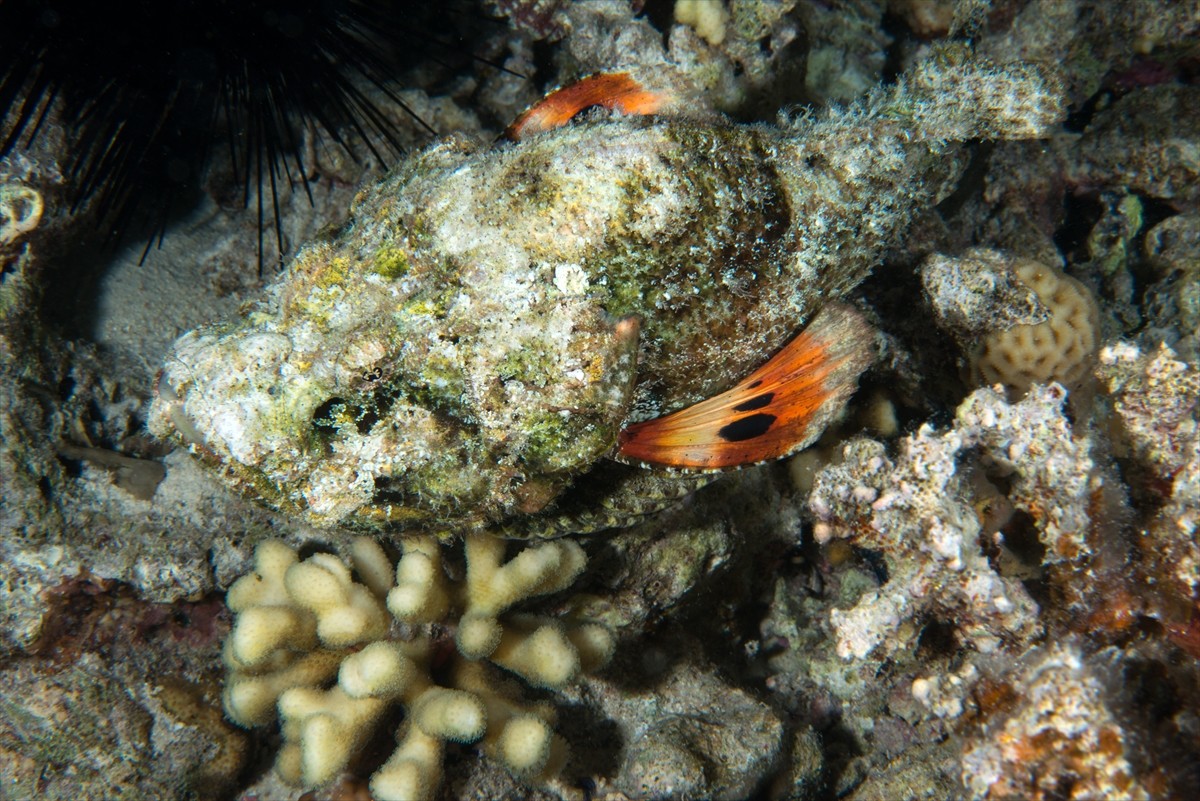 Mısır’ın Şarm El Şeyh bölgesinde yer alan Ras Muhammed Milli Parkı, Kızıldeniz’in en önemli dalış...