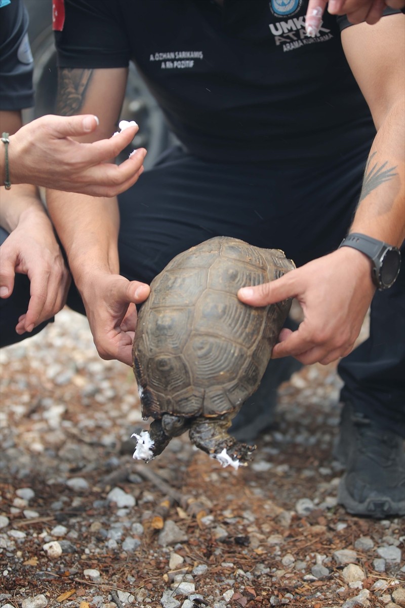 Muğla'nın Köyceğiz ilçesinde orman yangını sırasında kurtarılan kaplumbağa, tedavi altına alındı....
