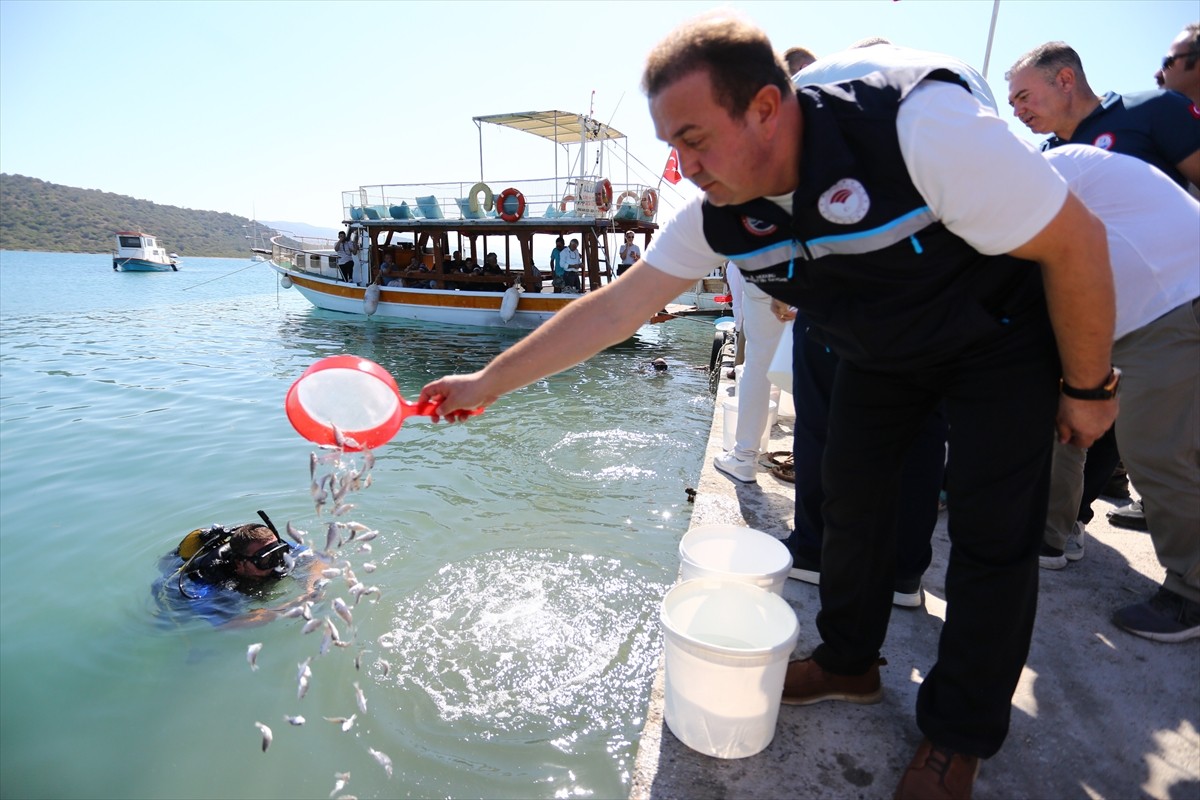 Muğla'nın Milas ilçesinde düzenlenen etkinlikte 160 bin balık yavrusu denizle buluşturuldu. l...