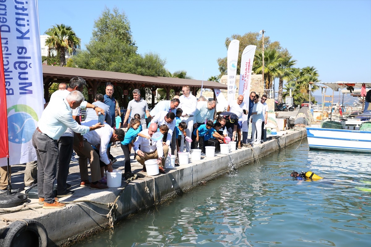 Muğla'nın Milas ilçesinde düzenlenen etkinlikte 160 bin balık yavrusu denizle buluşturuldu. l...