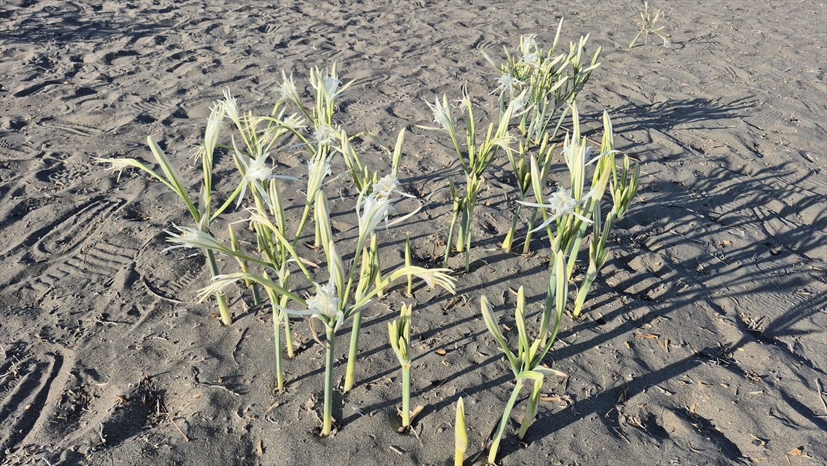 Muğla’nın Ortaca ilçesinde, koruma altındaki endemik türlerden kum zambaklarının çiçek açmasıyla...
