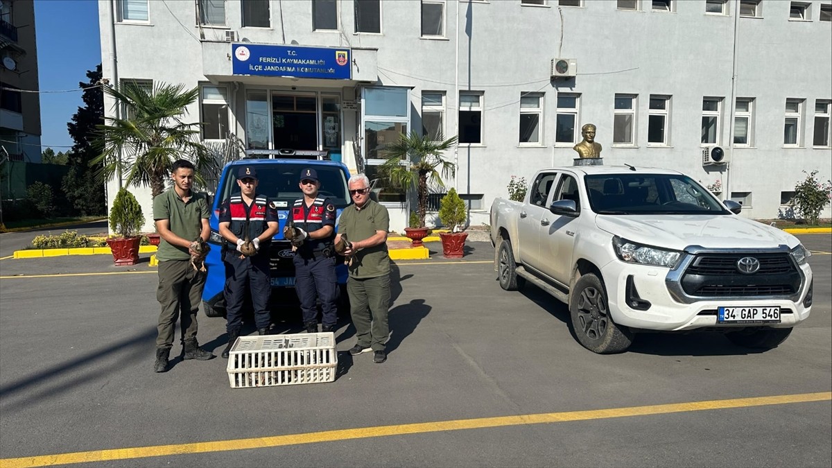 Sakarya'nın Ferizli ilçesinde av sırasında kullanılan yaban ördekleri koruma altına alındı.