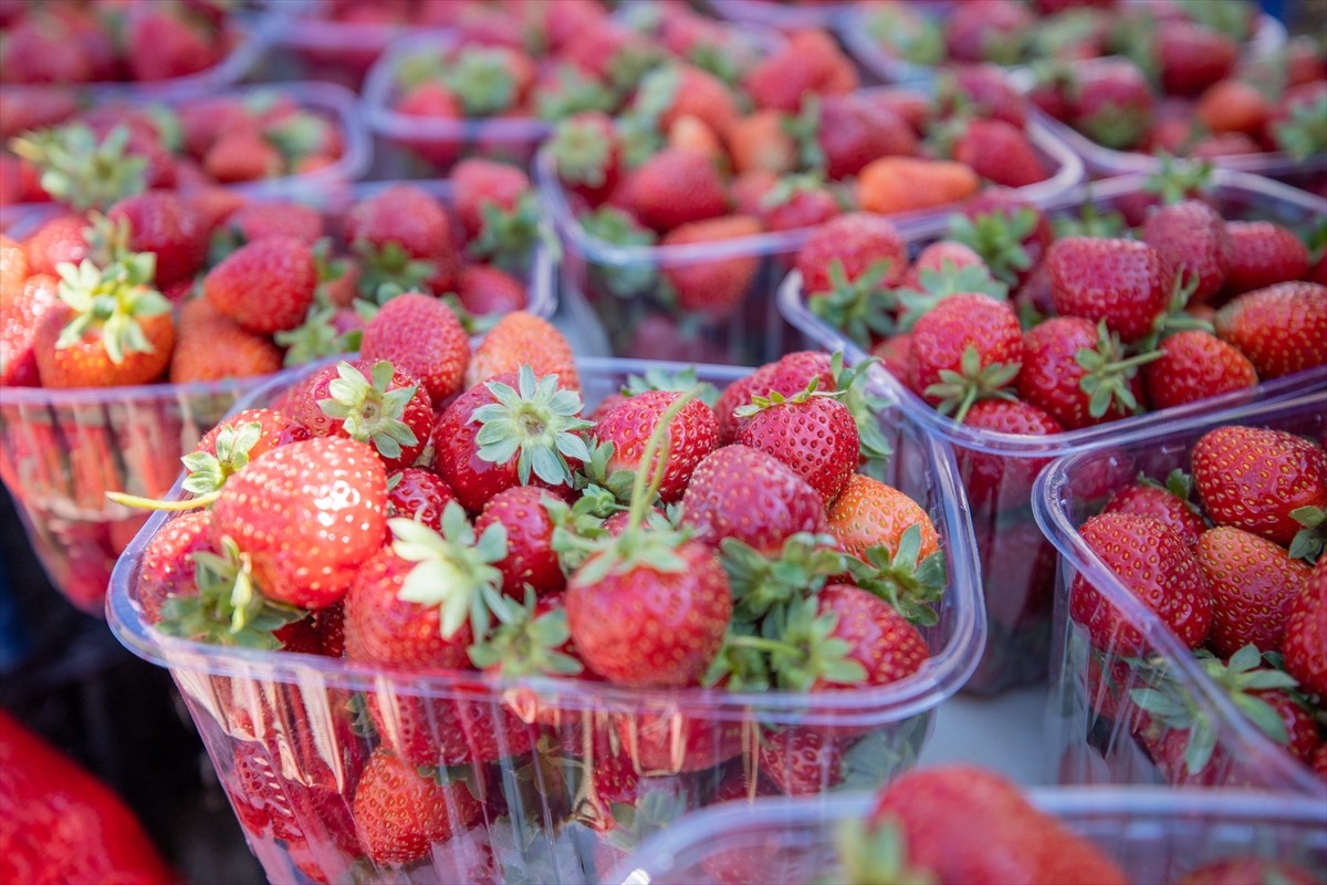 Sakarya'nın Pamukova ilçesinde çeşitli etkinliklerle Çilek Festivali düzenlendi. Çilekli...